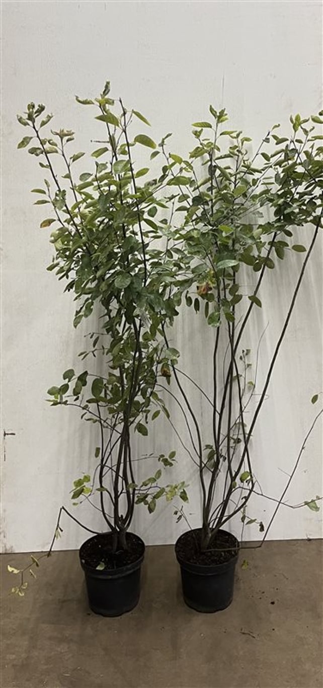 Amelanchier lamarckii - C7,5 125-150 CM